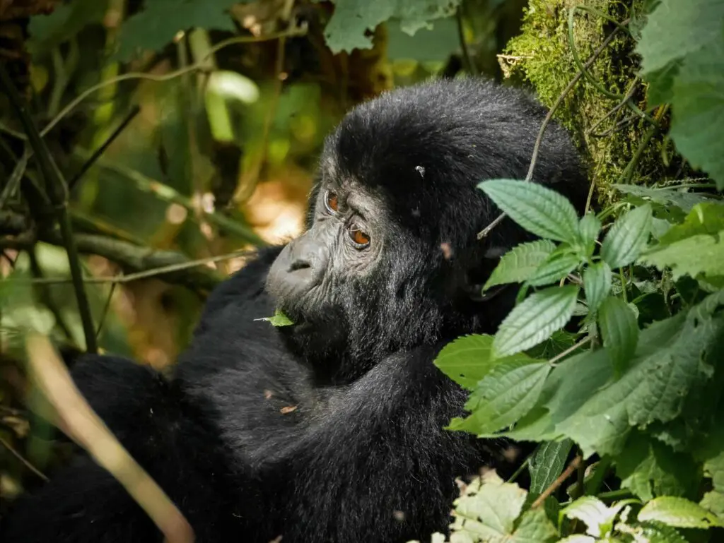 Gorilles en Ouganda