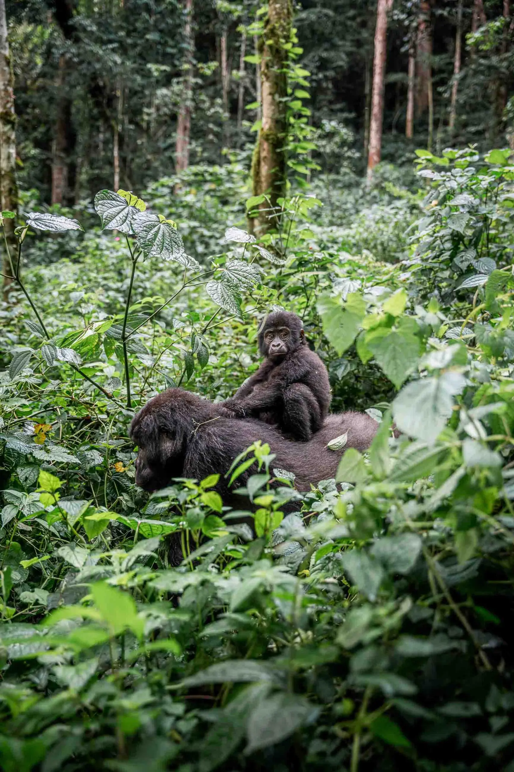 Pendant le trek gorille, une mère gorille porte son petit sur le dos, ils sont entourés de verdure.