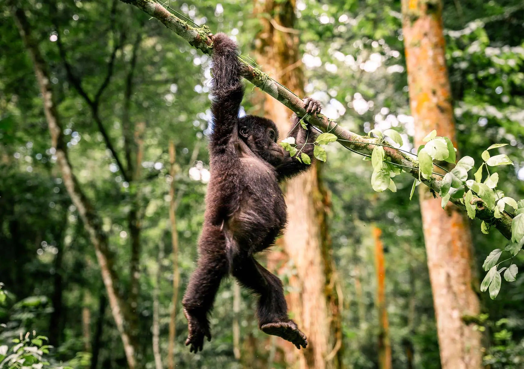Un petit gorille vu lors du trek gorille, il est suspendu à une branche d'arbre dans la forêt d'Ouganda