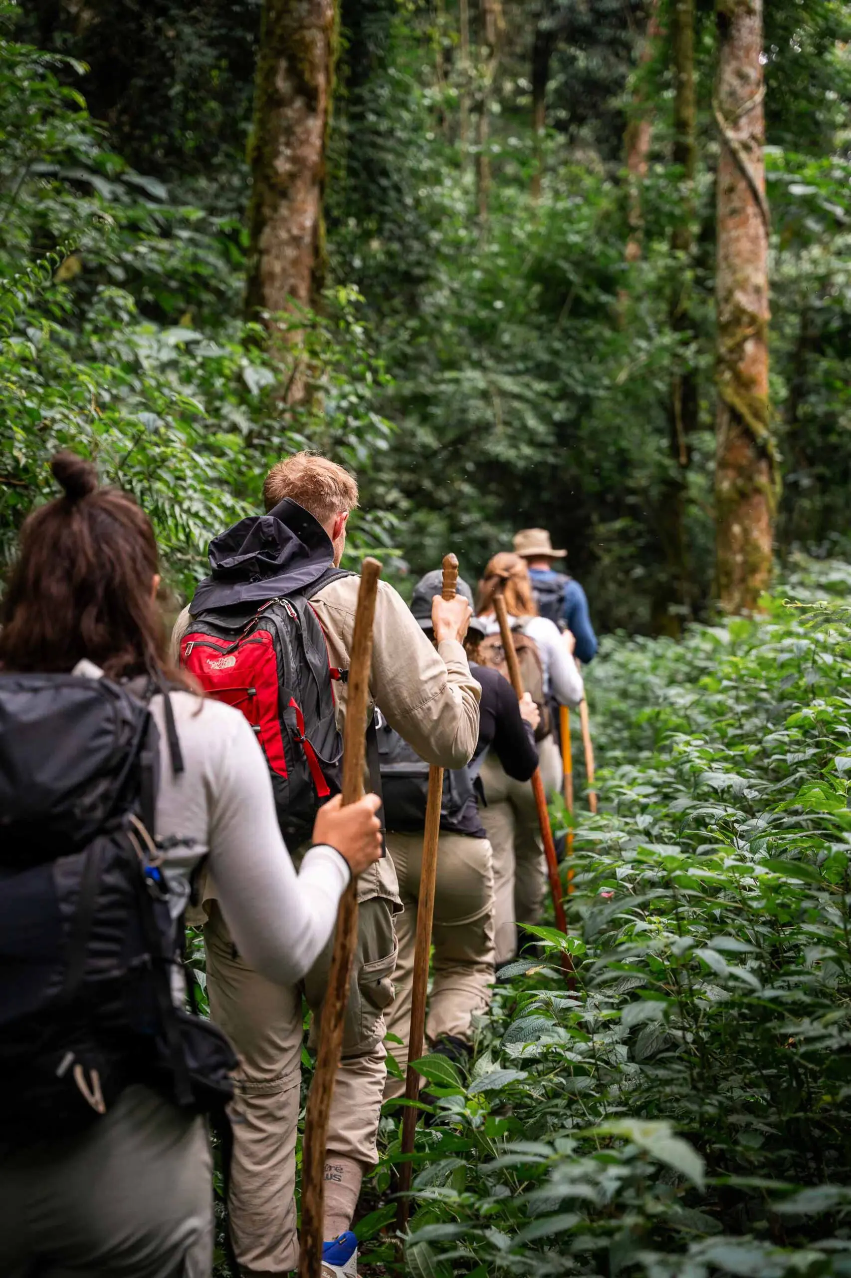 Goupe se déplaçant dans la forêt luxuriante de Bwindi en Ouganda
