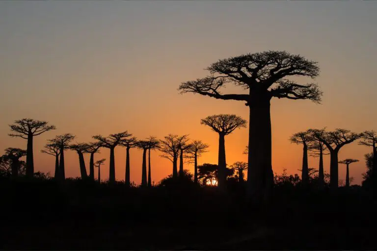 baobabs Madagascar, coucher de soleil,