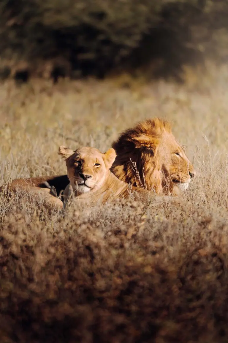 lions lors d'un safari en Namibie dans le parc d'Etosha
