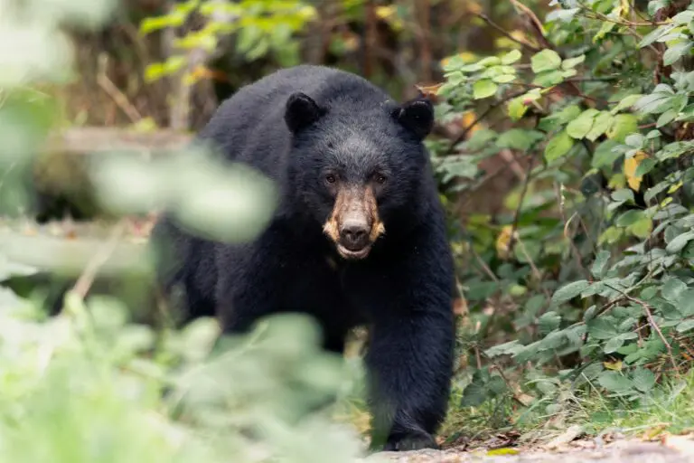 black bear walking through green forest undergrowth
