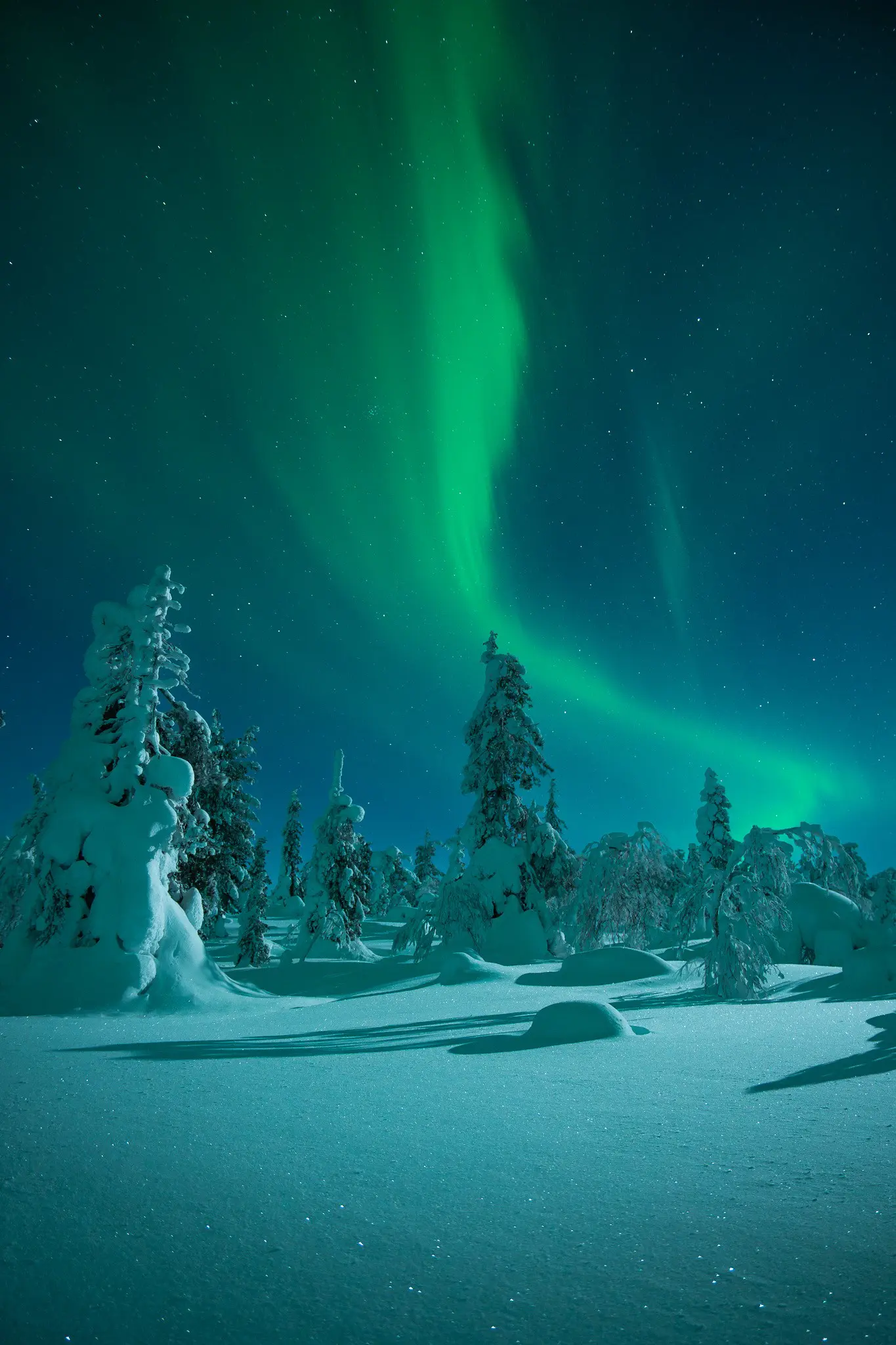 aurora borealis over snowy forest in Lapland