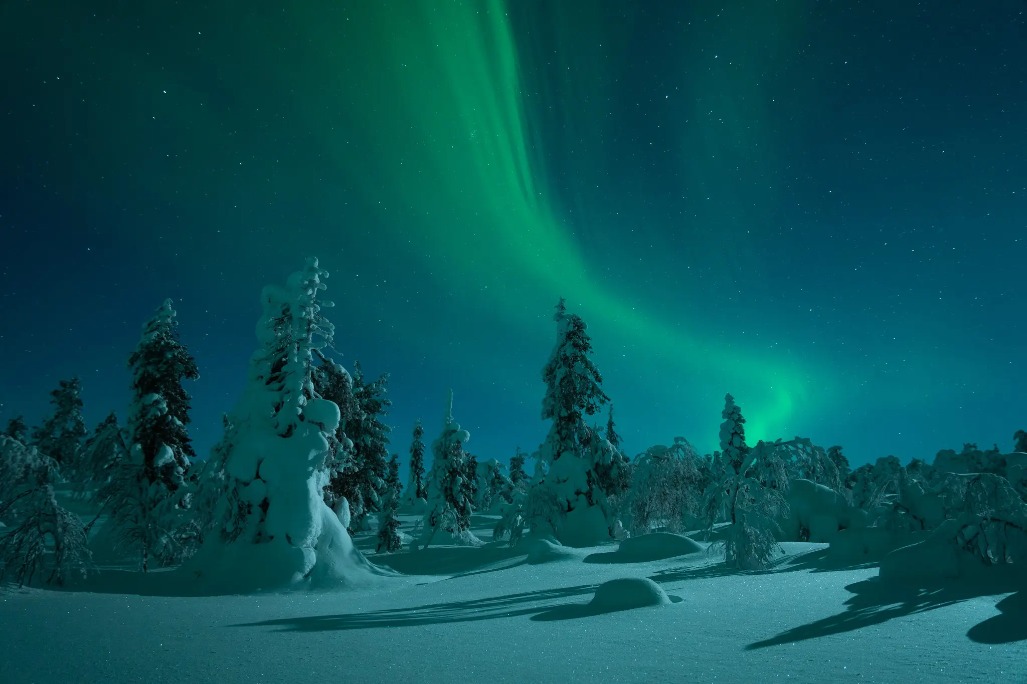 aurora borealis over snowy forest in Lapland