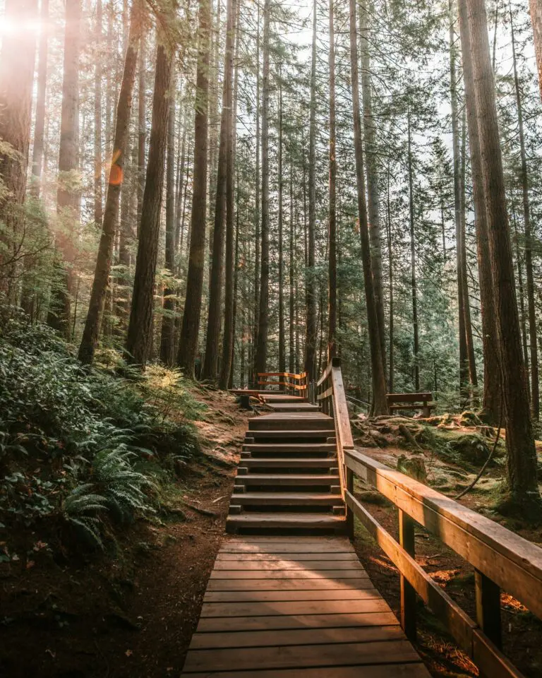 wooden boardwalk and stairs winding through a tall forest