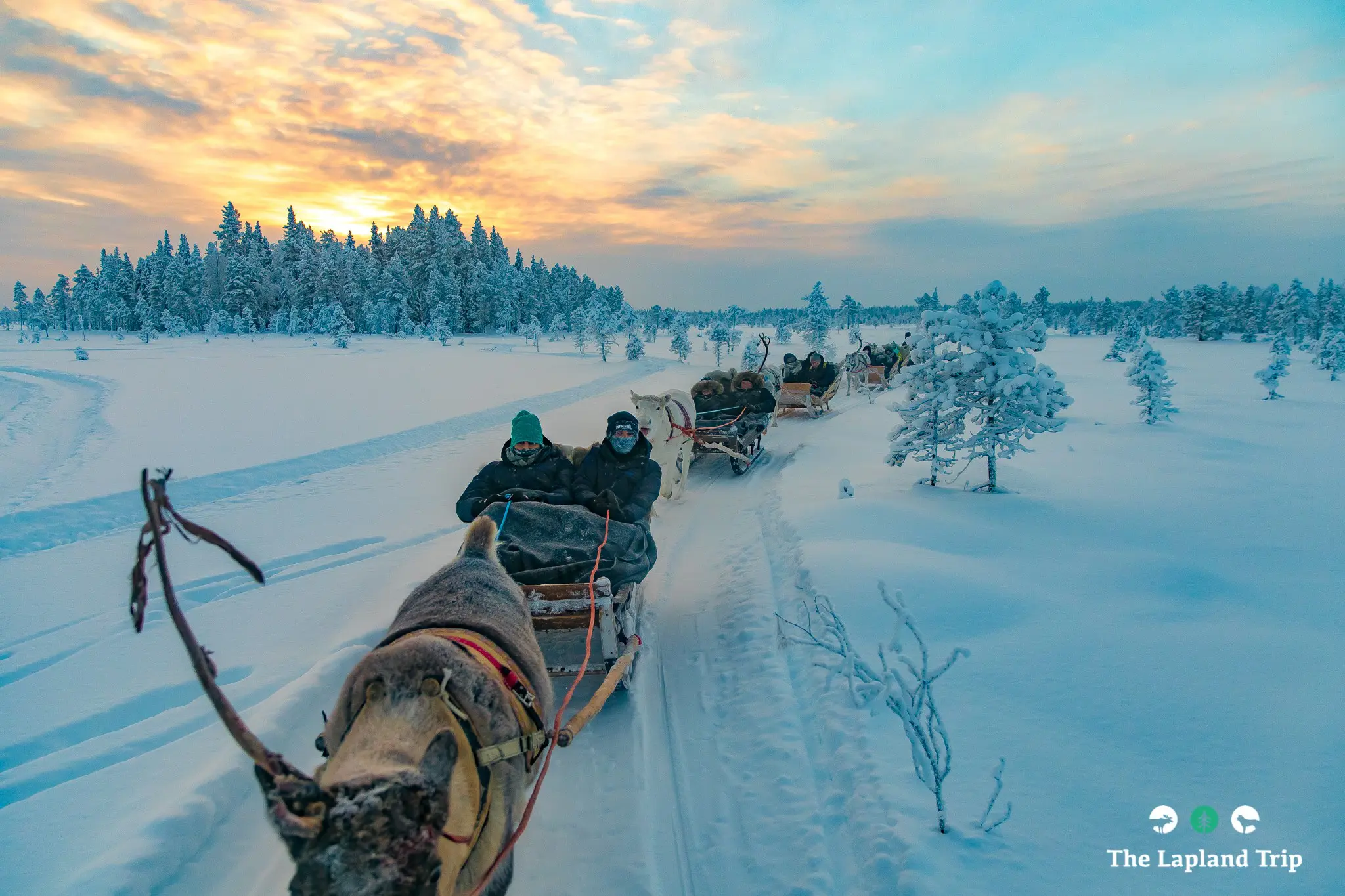 reindeer sleigh ride through snowy Lapland forest at sunset