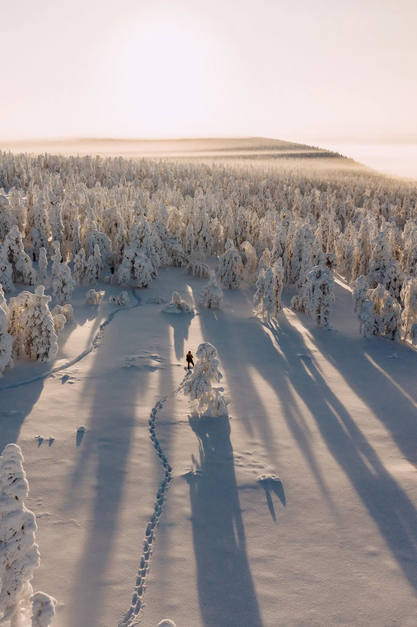 person walking through snowy forest at sunrise in Lapland