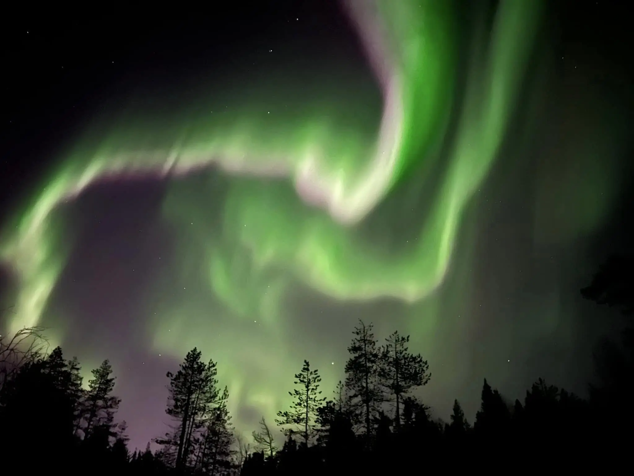 vibrant green and purple aurora borealis over a dark forest