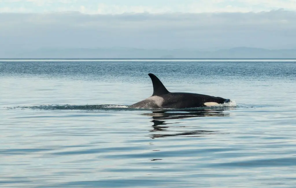 orca whale swimming in calm ocean water