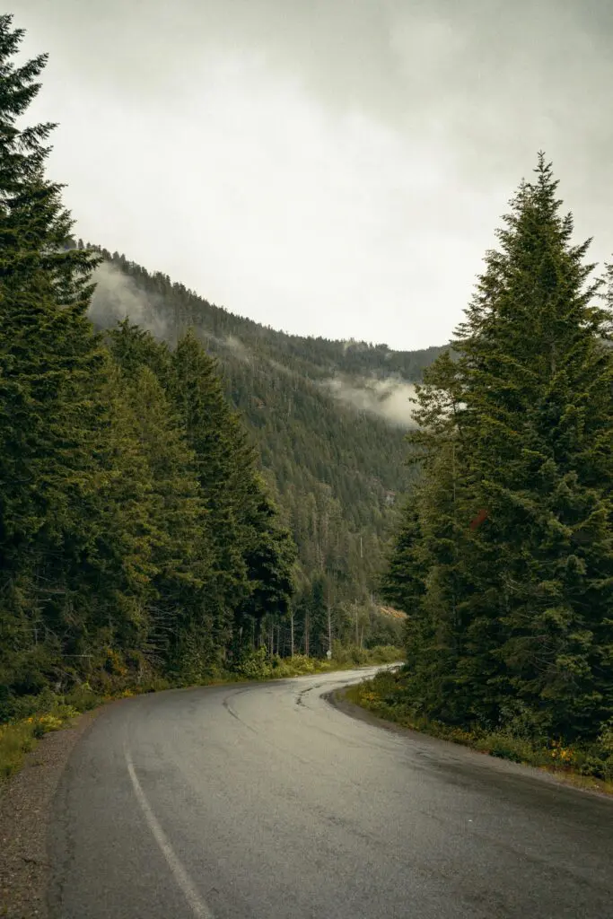 winding road through a dense forest on a cloudy day