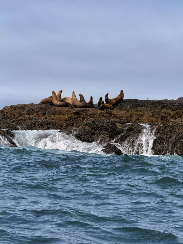 sea lions basking on a rocky island in Canada