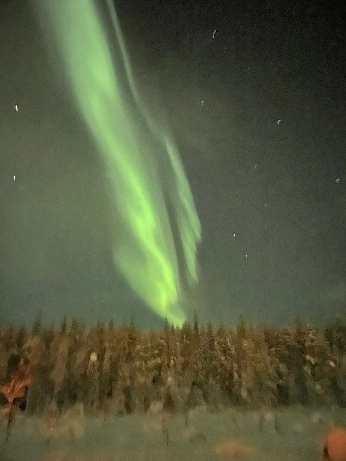 vibrant green aurora borealis over snowy forest at night