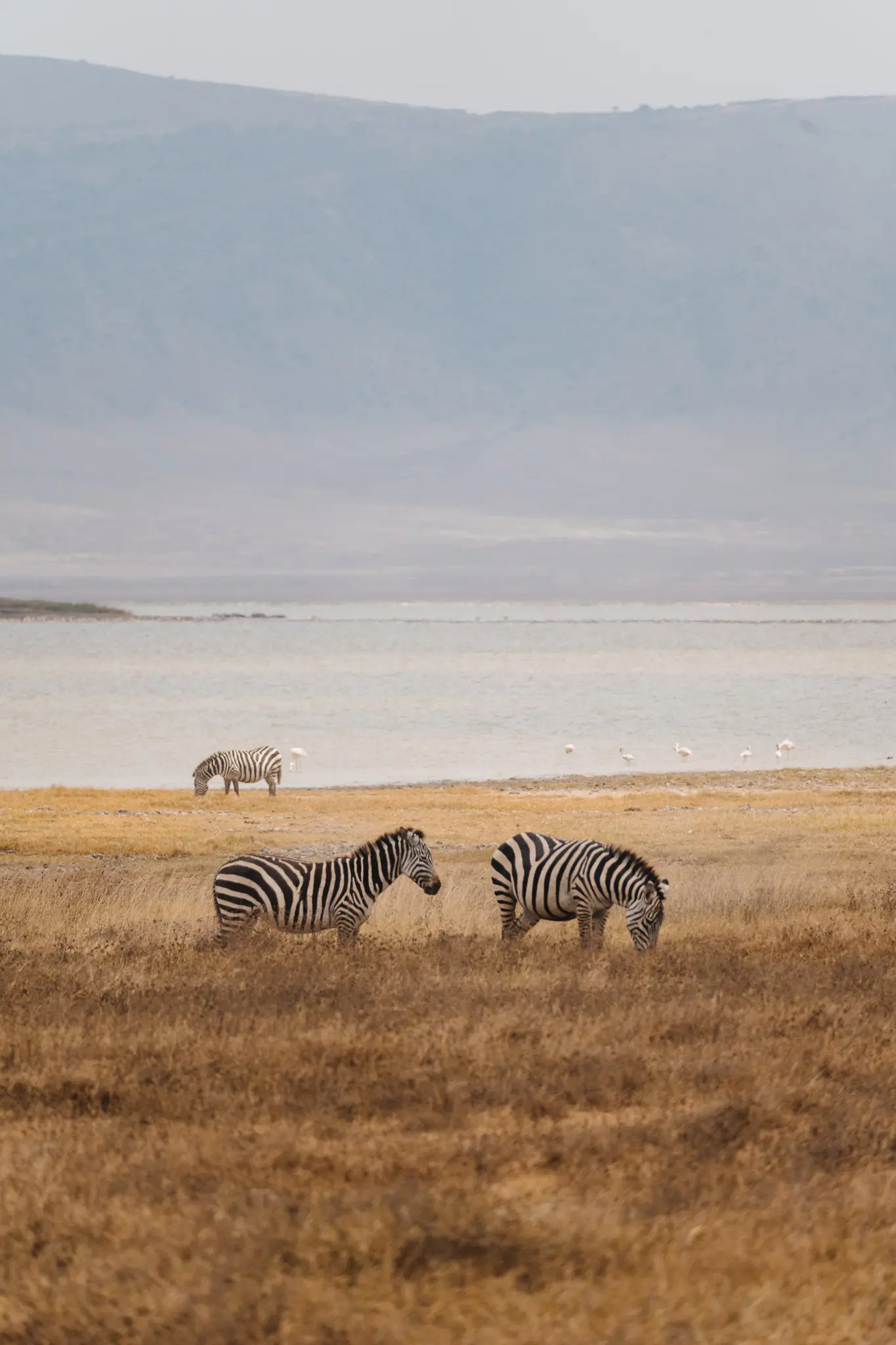 zebras grazing by a lake in Tanzania