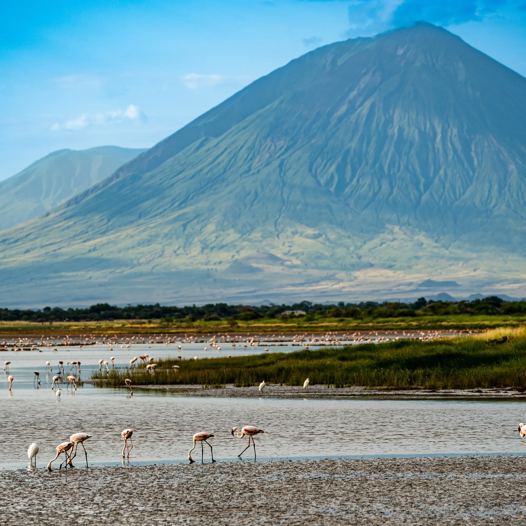 flamingos walking in Lake Natron with Ol Doinyo Lengai volcano