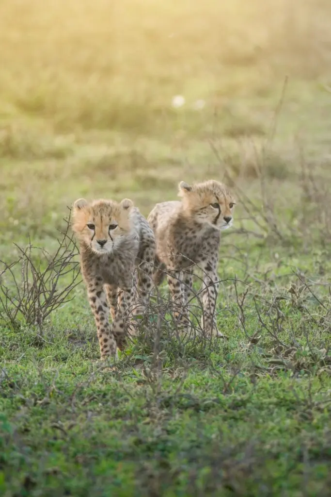 two cheetah cubs walking through green grass in Tanzania