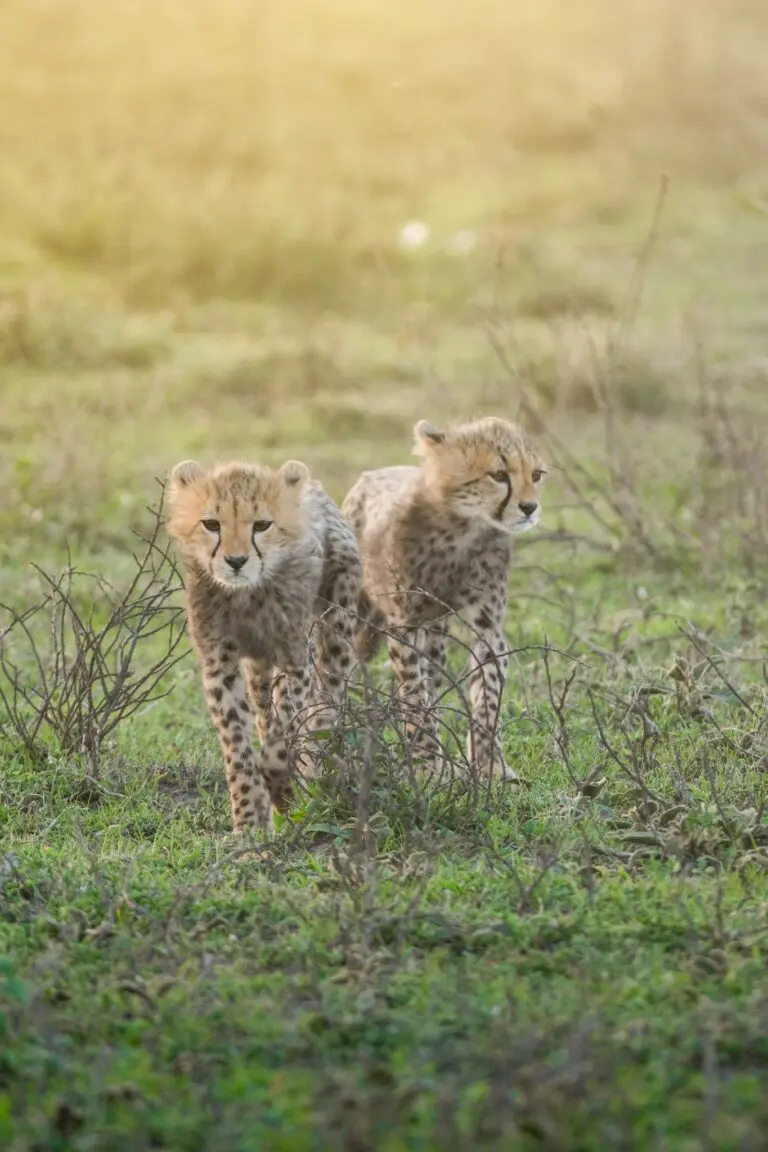 two cheetah cubs walking through green grass in Tanzania