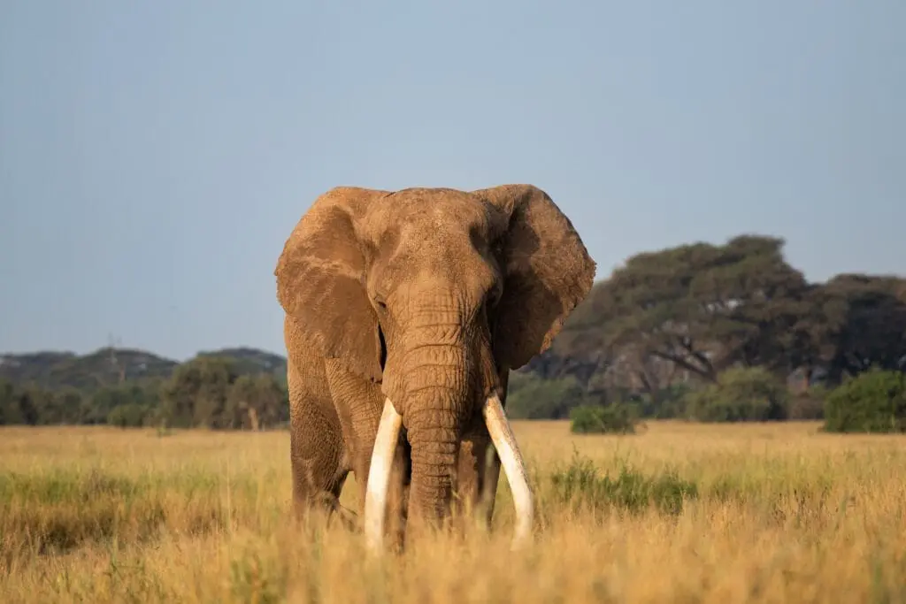 large elephant with tusks in golden savanna grass