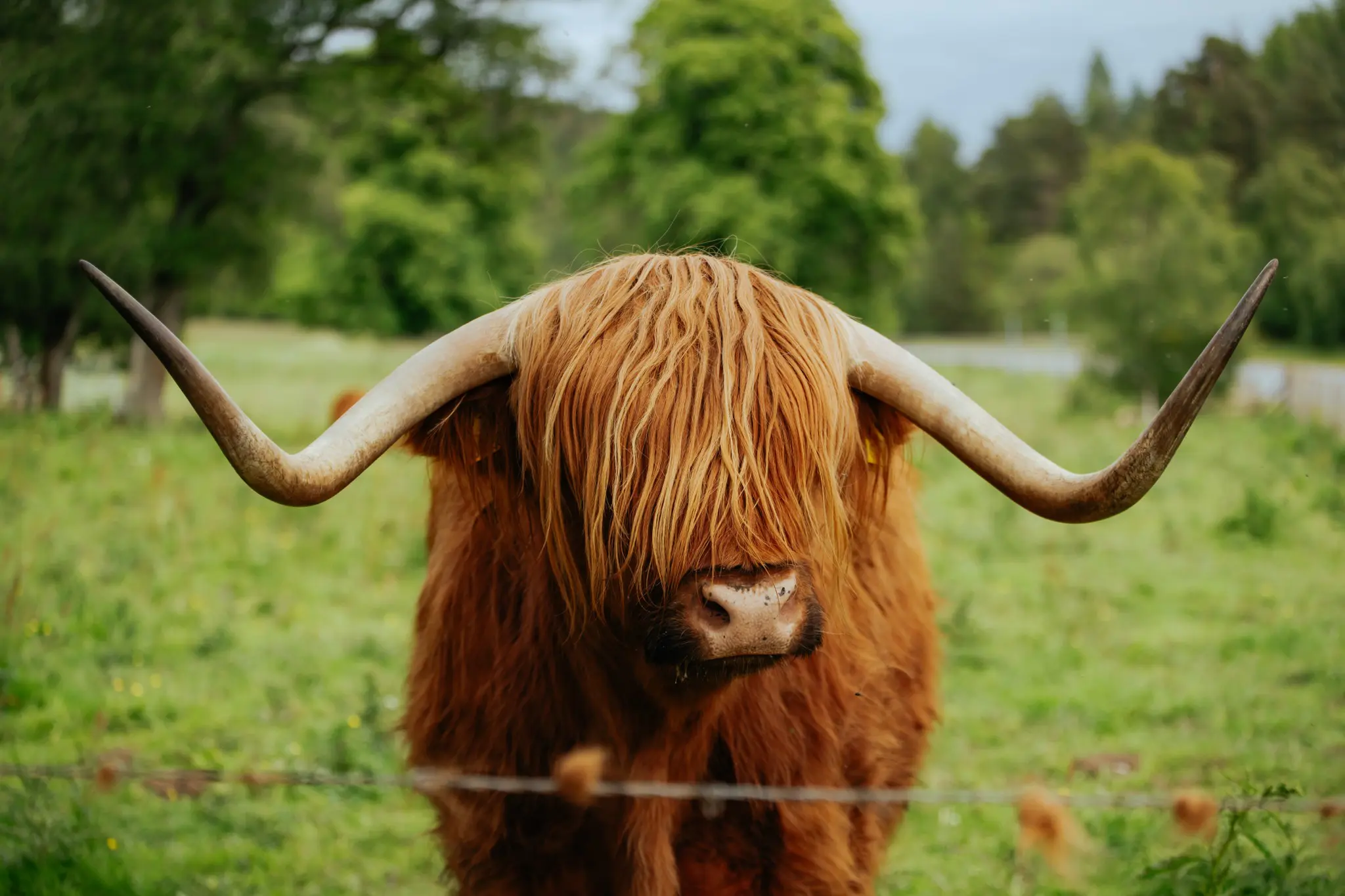 highland cow with long horns and shaggy hair in a field