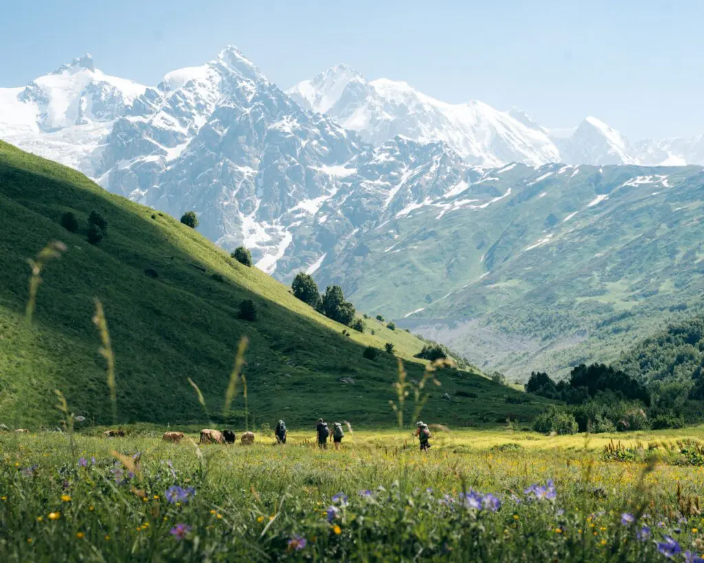 hikers and cows in a mountain valley with snowy peaks