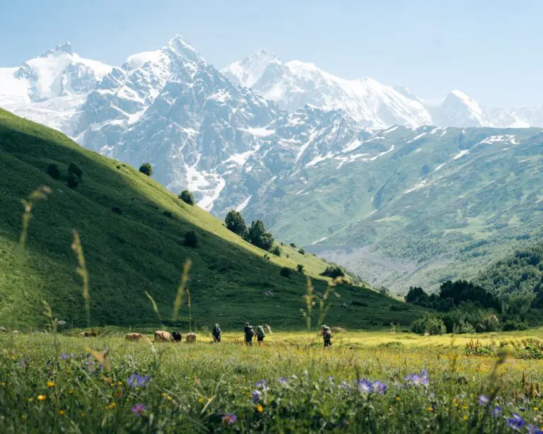 hikers and cows in a mountain valley with snowy peaks
