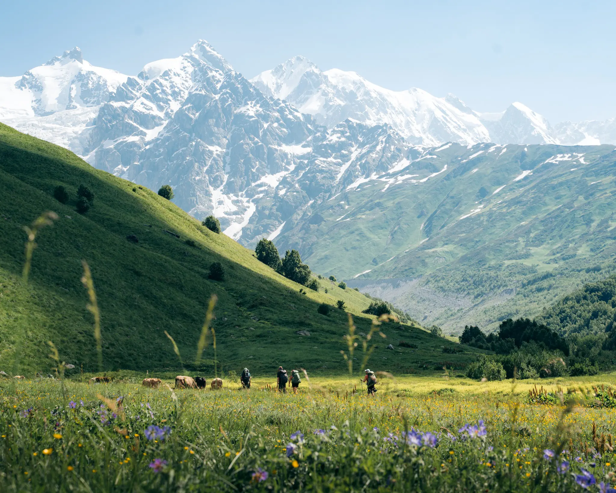 hikers and cows in a mountain valley with snowy peaks
