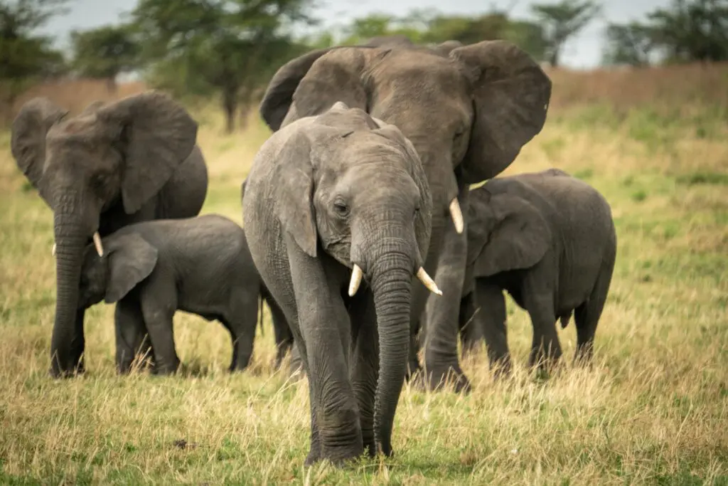 a herd of elephants walking through tall grass in Tanzania