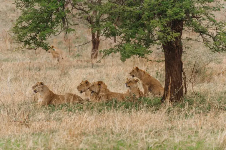 pride of lions resting under a tree in Tanzania