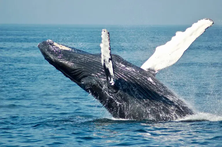 humpback whale breaching from blue ocean water