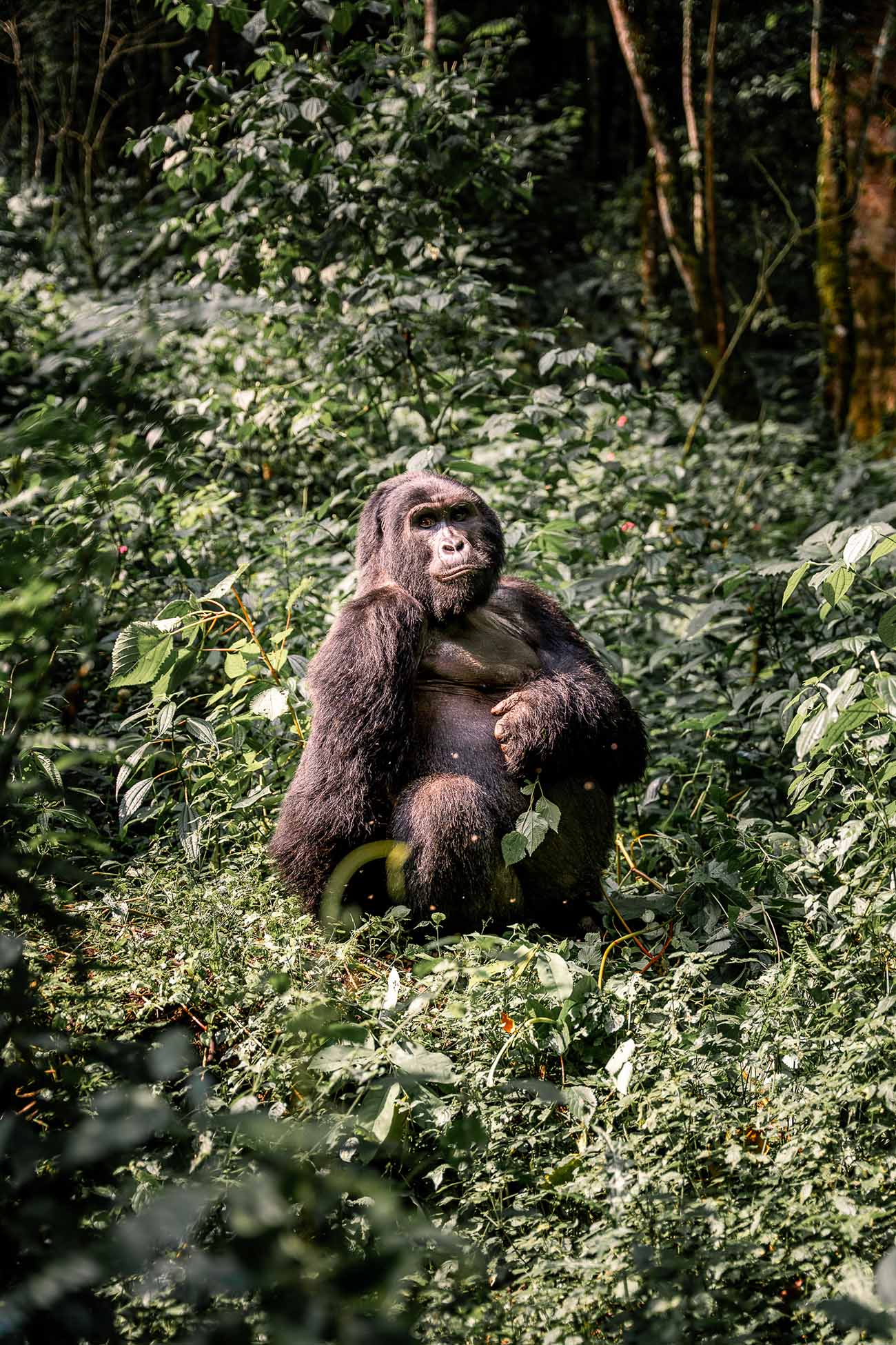 Gros gorille calme, assis sur un lit de feuilles au milieu de la jungle ougandaise