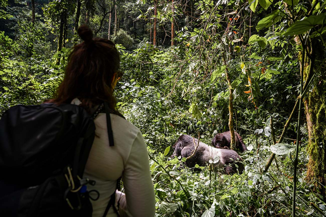 Règle de distance à respecter lors du trek gorille, une femme se tient à plus de 7 m de gorilles.