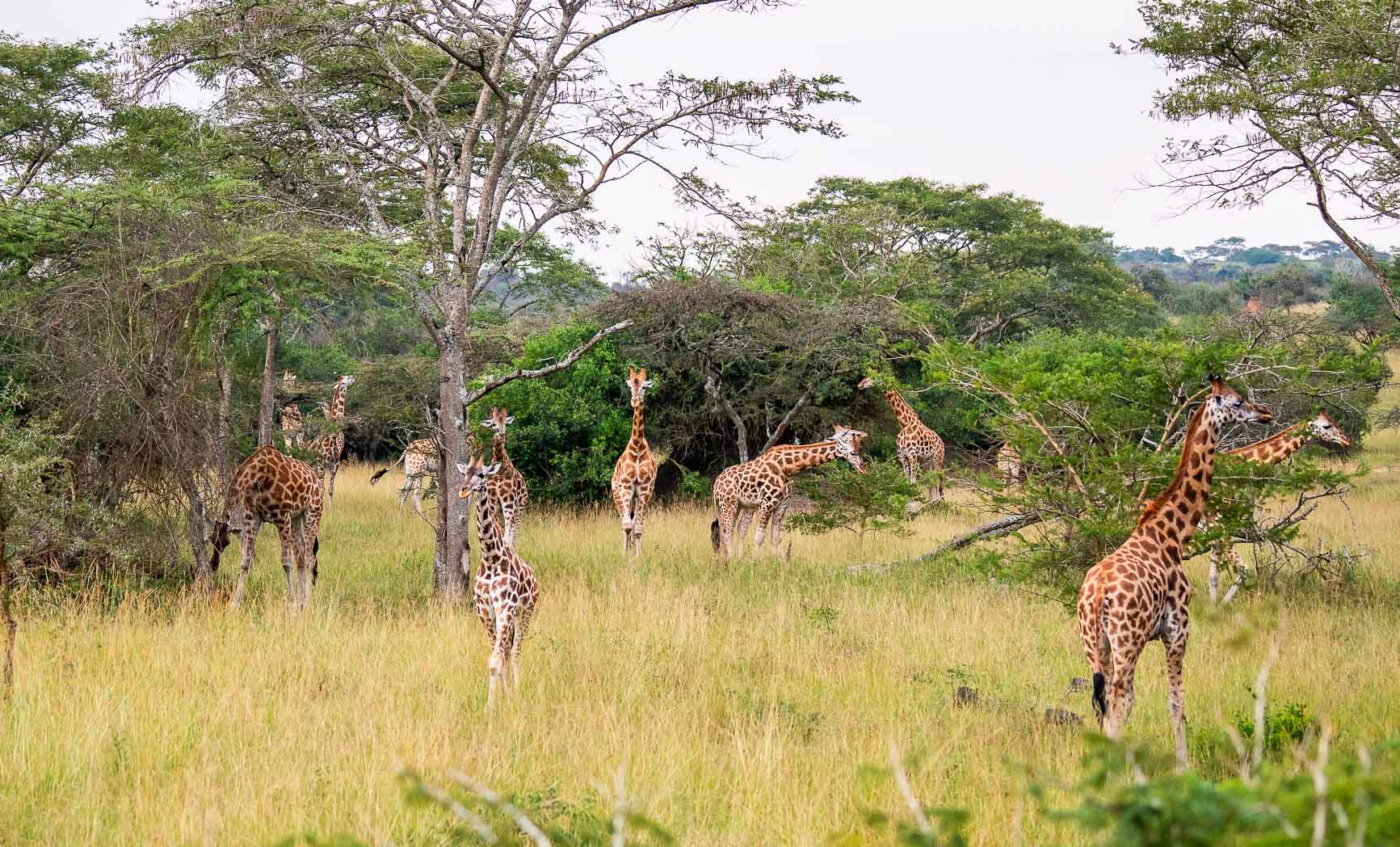 Groupe de girafes au milieu de la savane lors du voyage de groupe en Ouganda