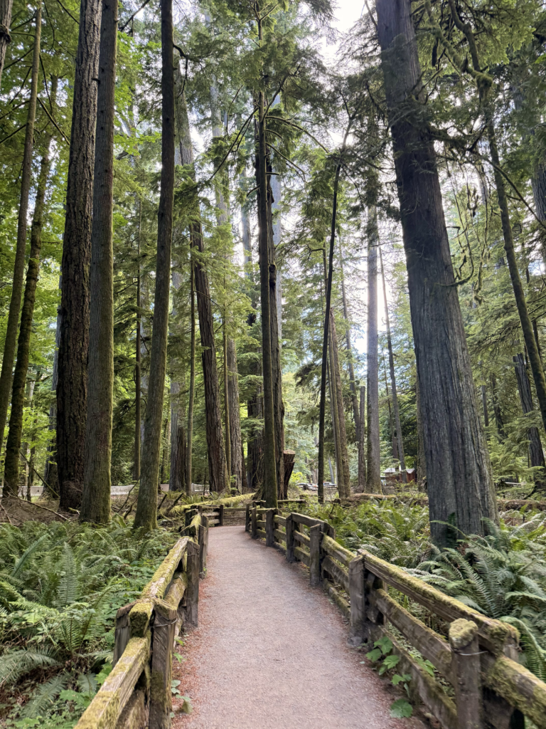 forest path with wooden fence in Canada